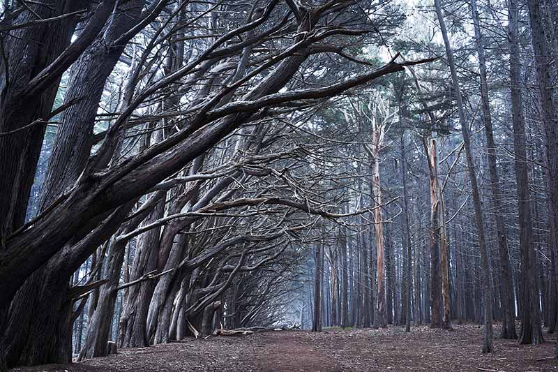 Monterey Cypress Tree Forest Photos