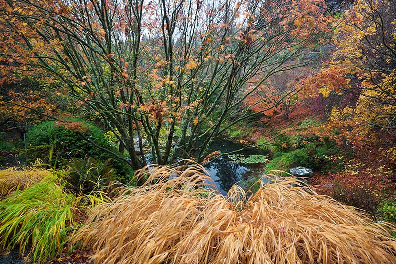 Asian Garden at UC Berkeley Botanical Garden, Berkeley, California