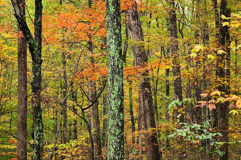 Maple Trees in Fall at the Bernheim Forest, Clermont, Kentucky