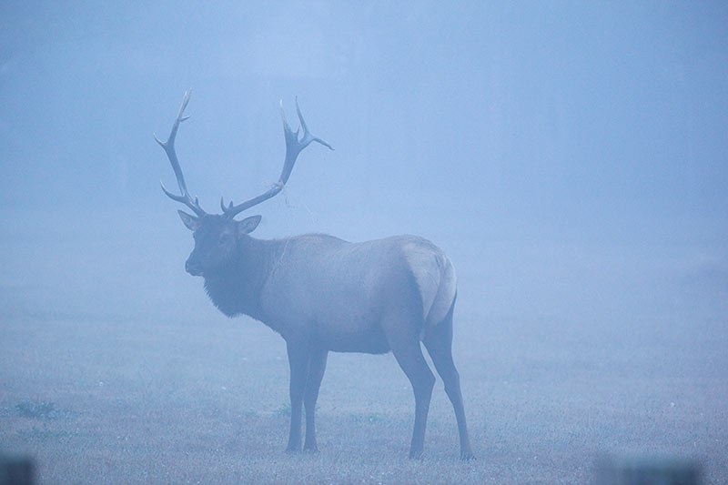 Roosevelt Elk Photos