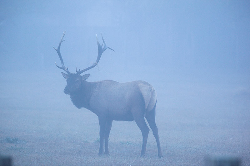 Male Roosevelt Elk in Fog at Boyes Prairie, Prairie Creek Redwoods State Park, California