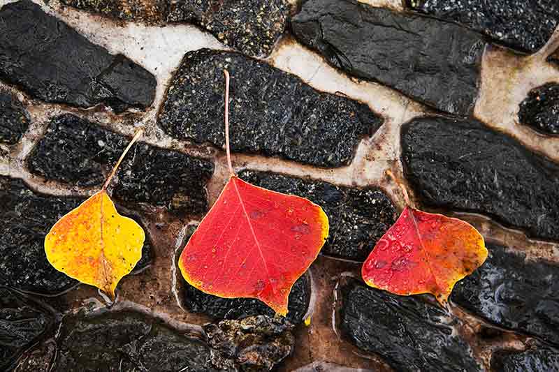 Fall Color in Chinese Garden at The Huntington, San Marino, California