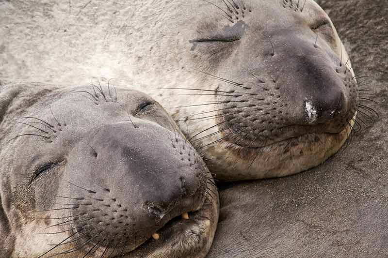 Photos of Baby Elephant Seals