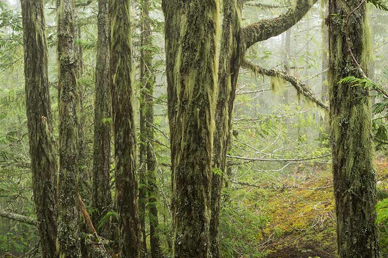Temperate Rainforest Photos
