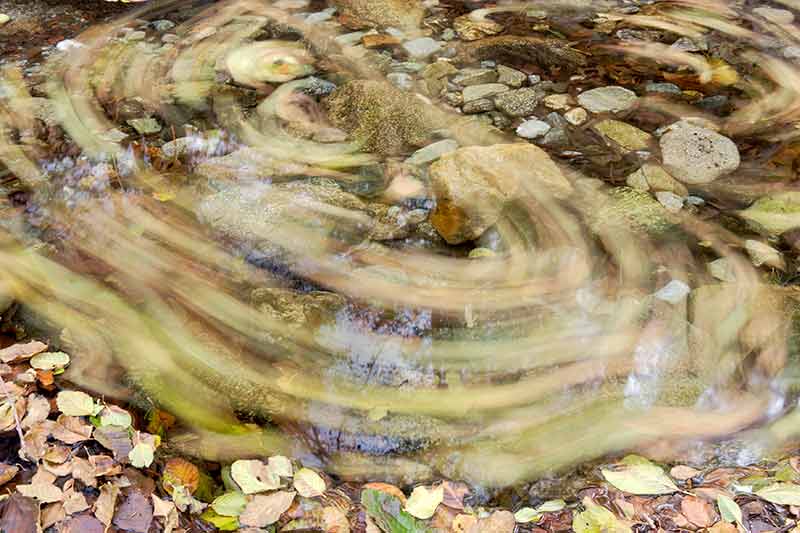 Fallen Leaves in Creek, Angeles National Forest, California