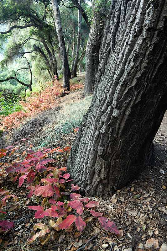 Oak Tree Forest and Poison Oak Leaves, Big Dalton Canyon Wilderness Park, Glendora, California