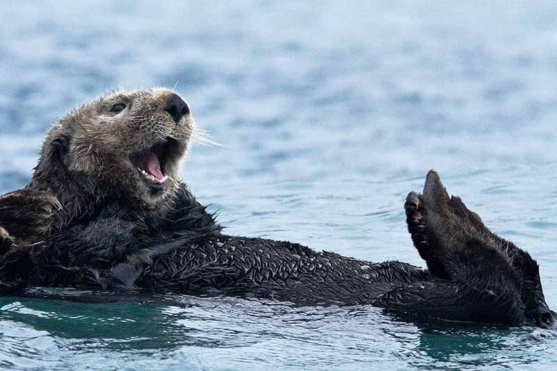 Sea Otter (Enhydra lutris), Resurrection Bay, Alaska