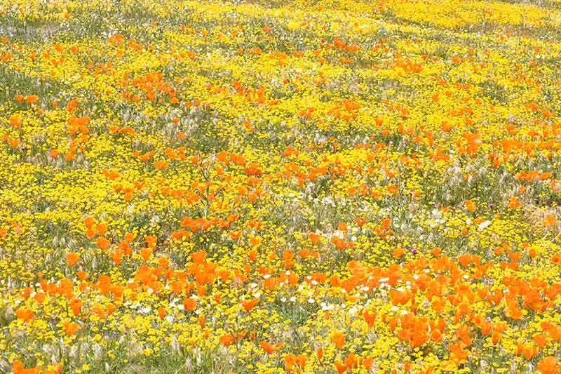 Photo of Field of Golden Poppies