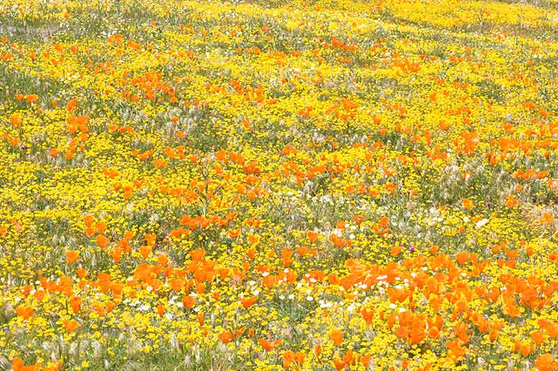 Goldfields and Golden Poppies, Antelope Valley Poppy Reserve, California