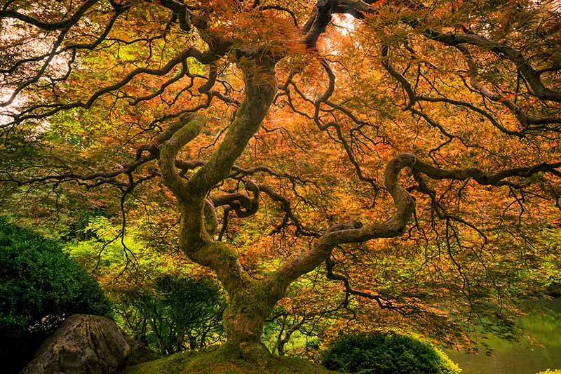 Japanese Maple Tree at Portland Japanese Garden, Portland, Oregon