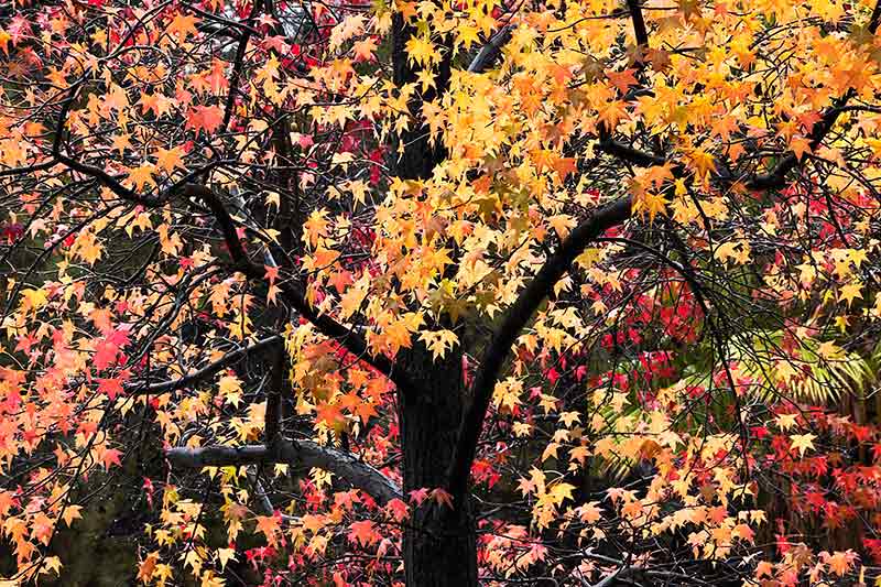 Fall Foliage Photos