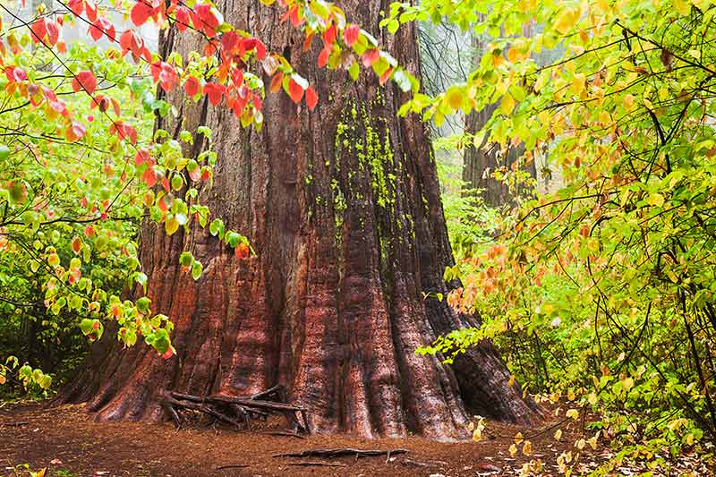 Giant Sequoia and Dogwood Fall Foliage, Calaveras Big Trees State Park, California