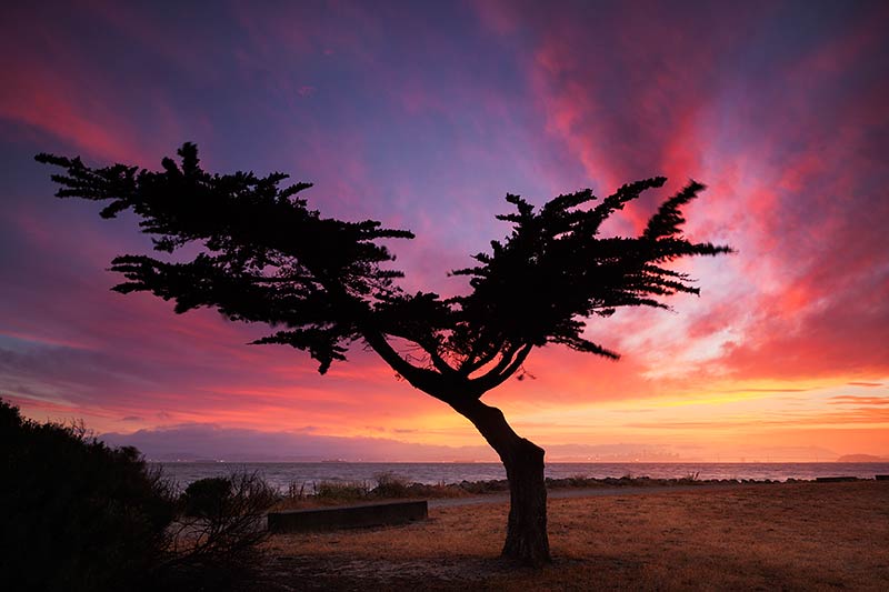 Cypress Tree Photos