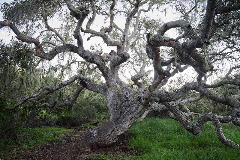 Moss-Draped Coast Live Oak Tree, Los Osos Oaks State Natural Reserve, California
