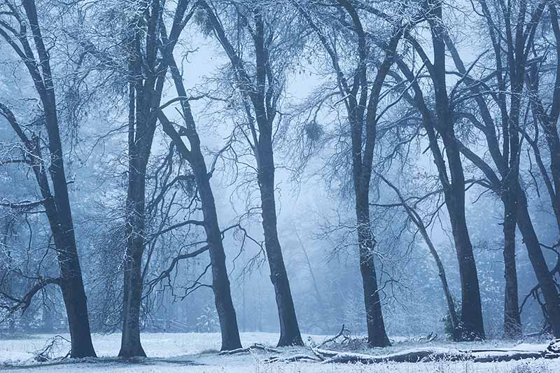 Yosemite Snowstorm Photos