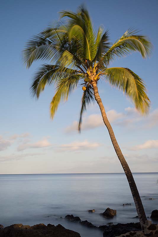 Palm Tree at Kamaole Beach Park 1, Kihei, Maui, Hawaii