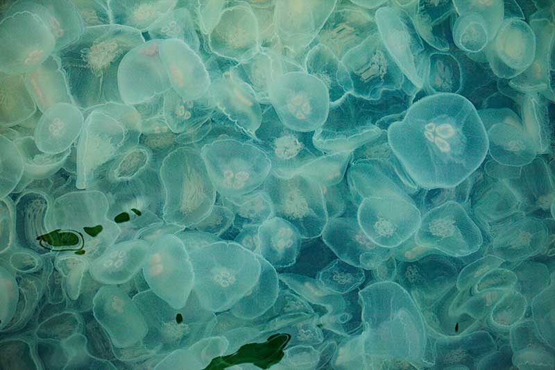 Moon Jellyfish Photos