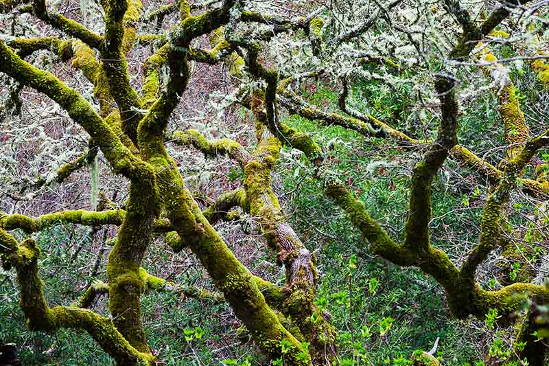 Mossy Trees and Lichen in Forest, Cascade Canyon Open Space Preserve, California