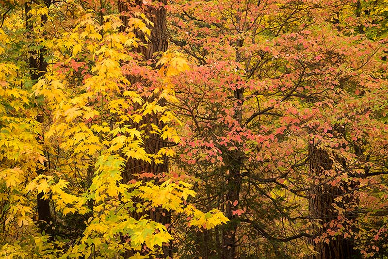 Big Leaf Maples & Dogwood Fall Colors, Yosemite National Park, California