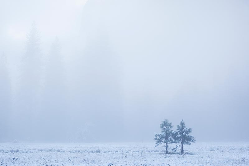 Pair of Young Trees in Cook’s Meadow After Spring Snowstorm, Yosemite National Park, California