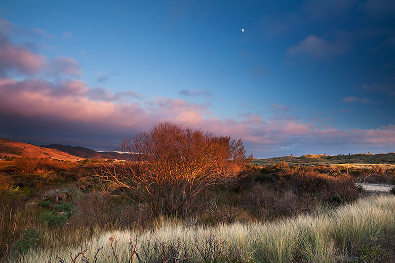 Point Reyes Deer Photos