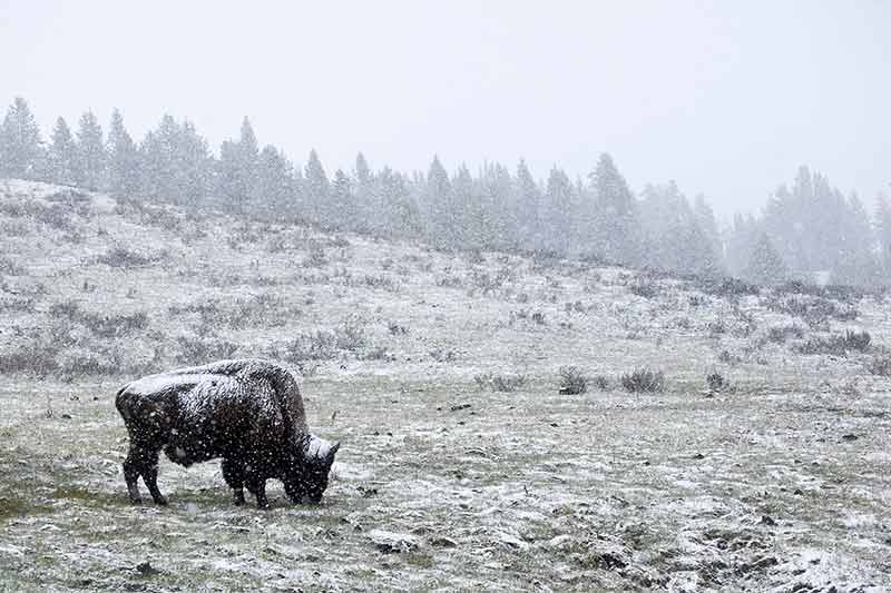 Bison Grazing in Spring Snow Storm Near Canyon Junction, Yellowstone National Park, Wyoming