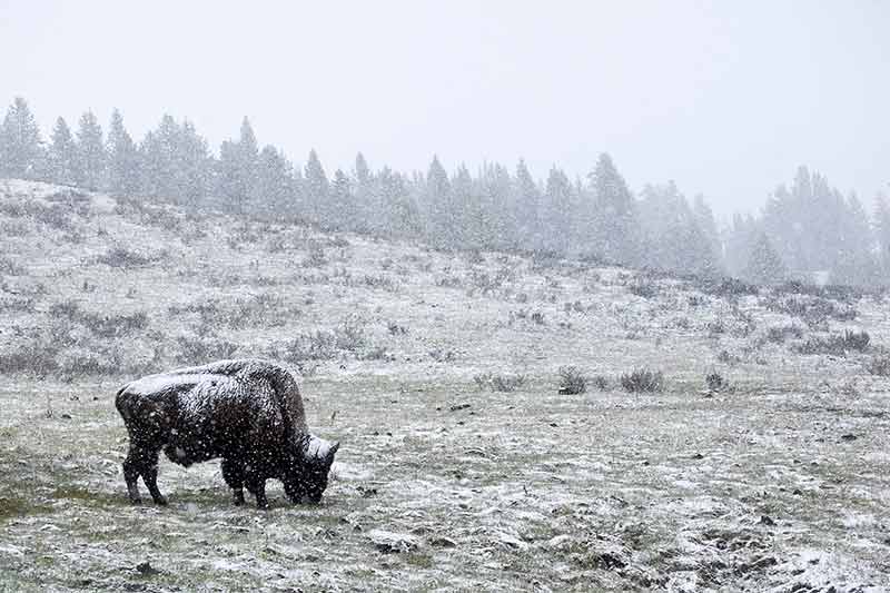 Yellowstone Wildlife in Snow Photos