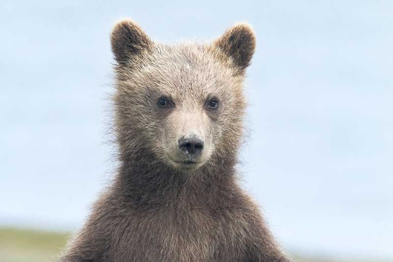 Grizzly Bear Cub Photos