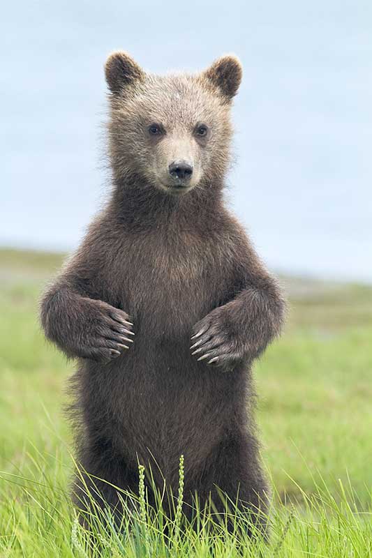 Grizzly Bear Cub Standing in Meadow at Silver Salmon Creek, Lake Clark National Park, Alaska