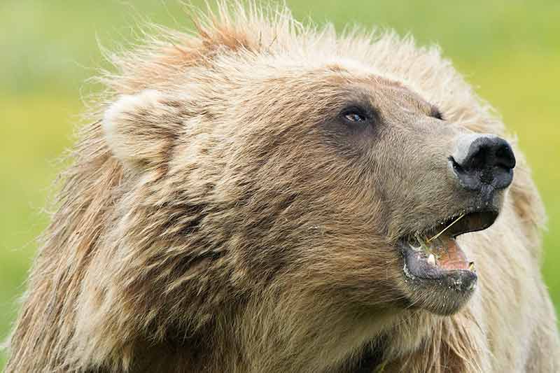 Alaskan Brown Bear Photos