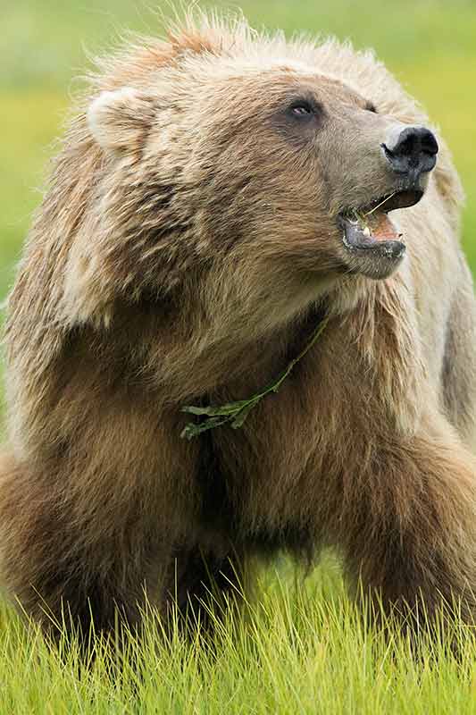 Grizzly Bear Feeding on Grass, Lake Clark National Park, Alaska