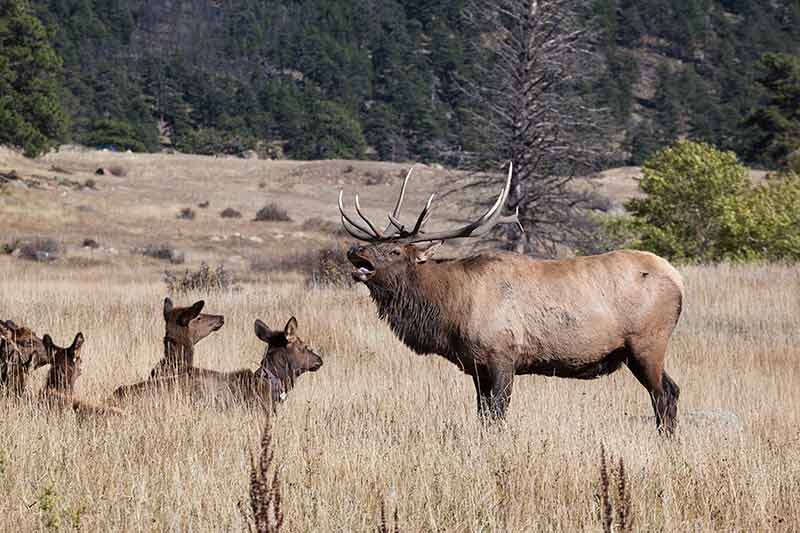 Bull Elk Rut in Moraine Park, Rocky Mountain National Park, Colorado