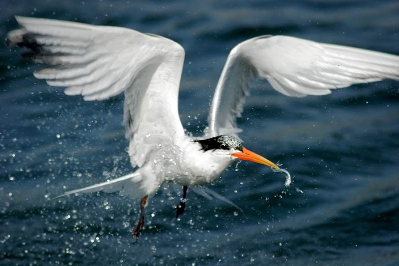 Royal Tern Flying with Fish in Mouth, Bolsa Chica Ecological Reserve, California