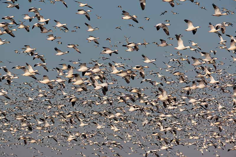 Birds in Flight, Merced National Wildlife Refuge, California