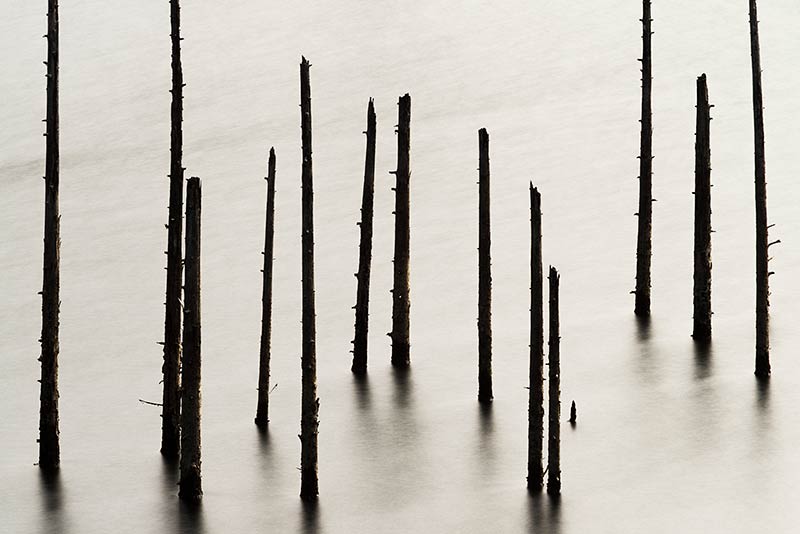 Dead Trees at Kent Lake, Marin County, California