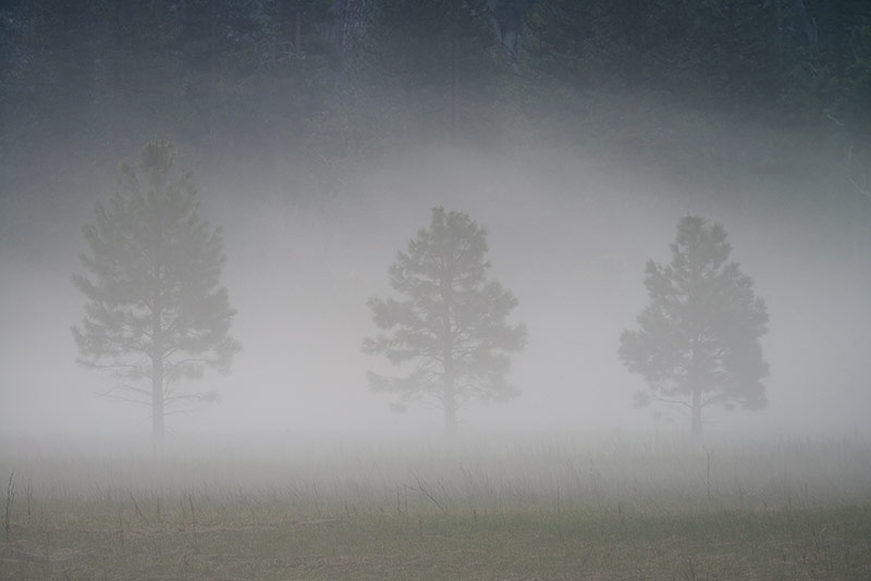 Three Trees in Morning Fog, Yosemite National Park, California