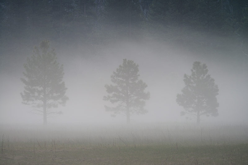 Yosemite Trees Landscape Photos