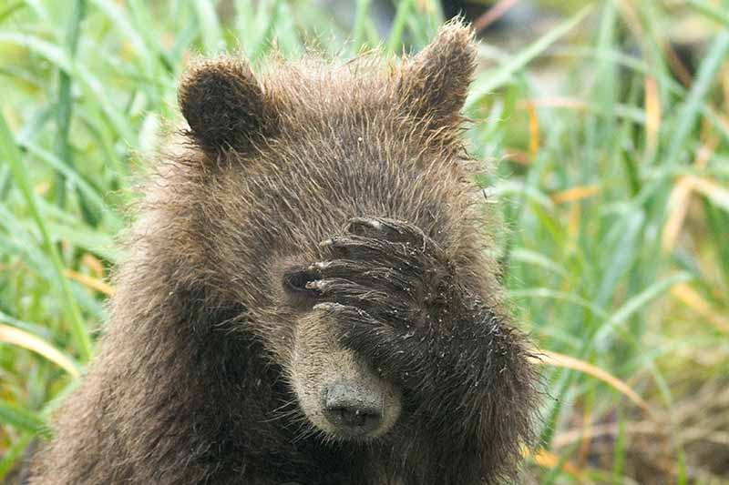 Baby Grizzly Bear Photos
