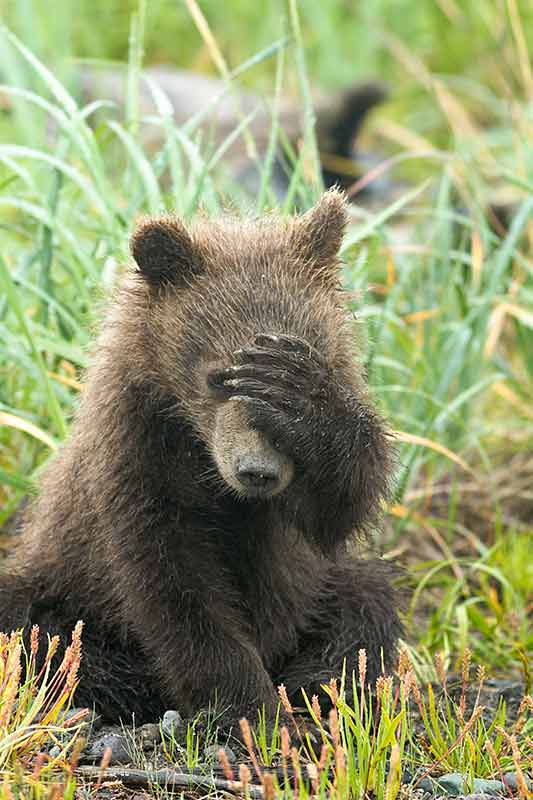 Grizzly Bear Cub Covering Face with Paw, Lake Clark National Park, Alaska