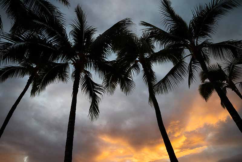 Hawaii Palm Tree Photos