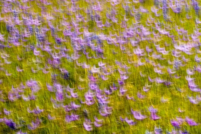 Impressionist Wildflower Photos
